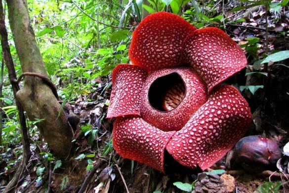 Самый большой цветок в мире: раффлезия Арнольда
