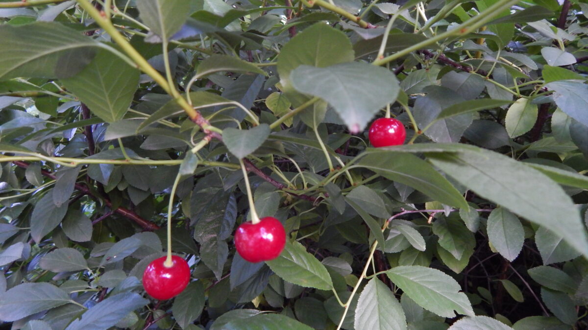 Сорт вишни «Казачка», как сажать дерево и выращивать